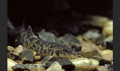 Schmerle (Barbatula barbatula)