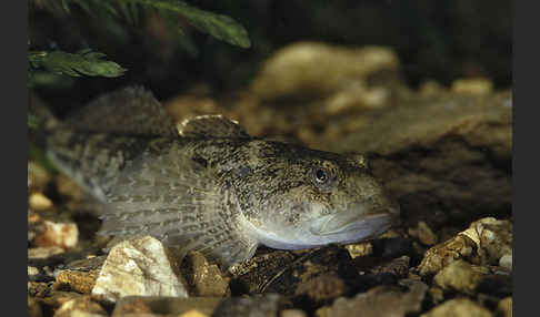 Westgroppe (Cottus gobio)