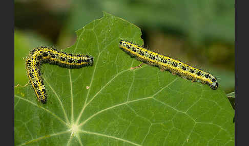 Großer Kohlweißling (Pieris brassicae)