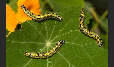 Großer Kohlweißling (Pieris brassicae)