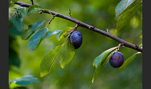 Pflaume (Prunus domestica)