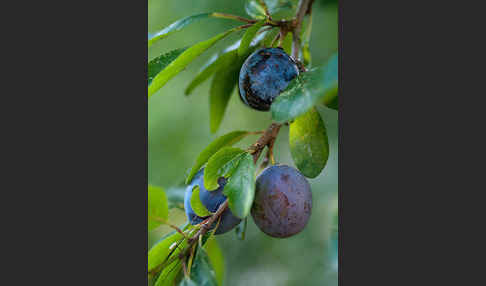 Pflaume (Prunus domestica)