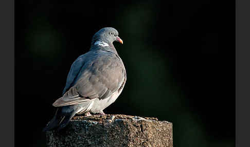 Ringeltaube (Columba palumbus)