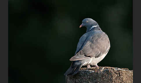 Ringeltaube (Columba palumbus)