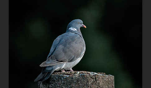 Ringeltaube (Columba palumbus)