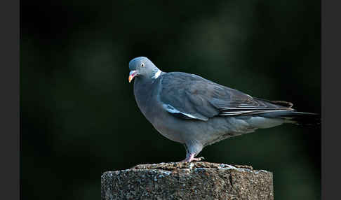 Ringeltaube (Columba palumbus)