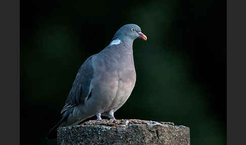 Ringeltaube (Columba palumbus)