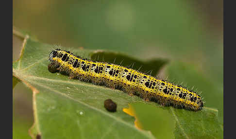 Großer Kohlweißling (Pieris brassicae)