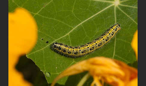 Großer Kohlweißling (Pieris brassicae)