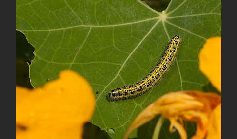 Großer Kohlweißling (Pieris brassicae)