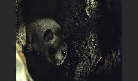 Siebenschläfer (Glis glis)