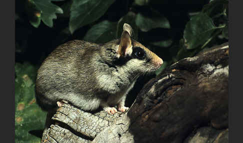 Gartenschläfer (Eliomys quercinus)