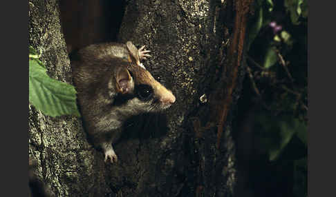 Gartenschläfer (Eliomys quercinus)