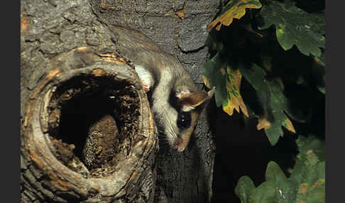 Gartenschläfer (Eliomys quercinus)