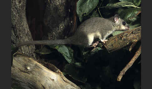 Siebenschläfer (Glis glis)