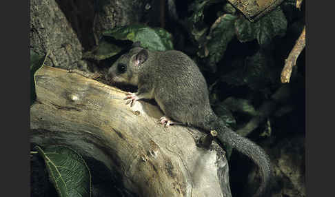 Siebenschläfer (Glis glis)