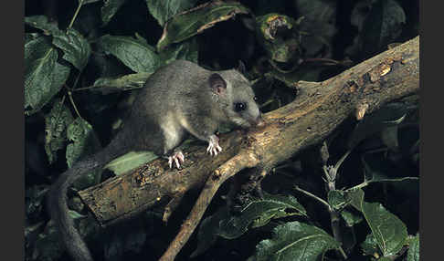 Siebenschläfer (Glis glis)