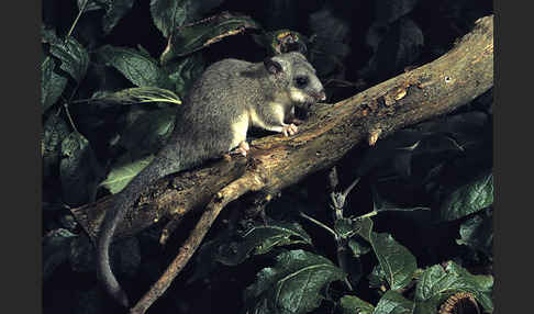 Siebenschläfer (Glis glis)