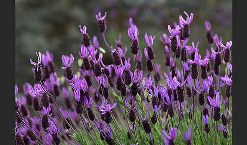 Schopf-Lavendel (Lavandula stoechas)