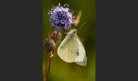 Kleiner Kohlweißling (Pieris rapae)