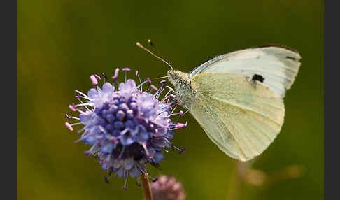 Kleiner Kohlweißling (Pieris rapae)