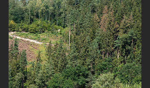 leo, borkenkäfer, borkenkäfernest, waldschaden