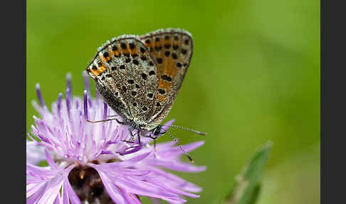 Kleiner Feuerfalter (Lycaena phlaeas)