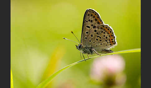 Schwefelvögelchen (Lycaena tityrus)