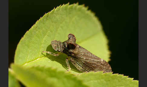 Ohrzikade (Ledra aurita)