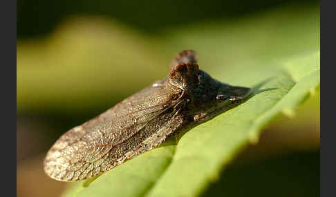 Ohrzikade (Ledra aurita)