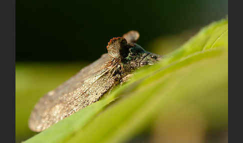 Ohrzikade (Ledra aurita)