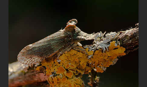 Ohrzikade (Ledra aurita)