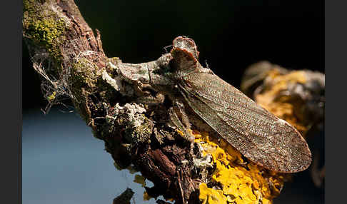 Ohrzikade (Ledra aurita)