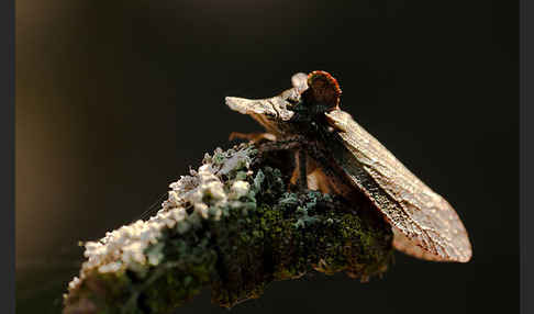 Ohrzikade (Ledra aurita)