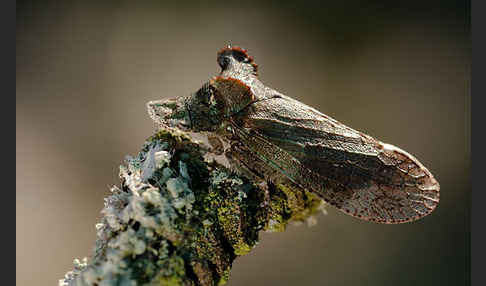 Ohrzikade (Ledra aurita)