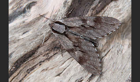 Kiefernschwärmer (Hyloicus pinastri)