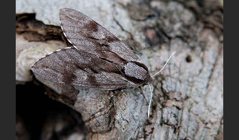 Kiefernschwärmer (Hyloicus pinastri)