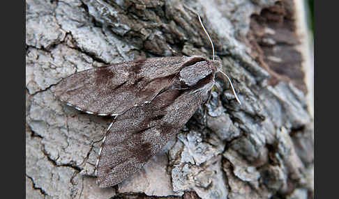 Kiefernschwärmer (Hyloicus pinastri)