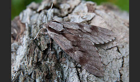 Kiefernschwärmer (Hyloicus pinastri)