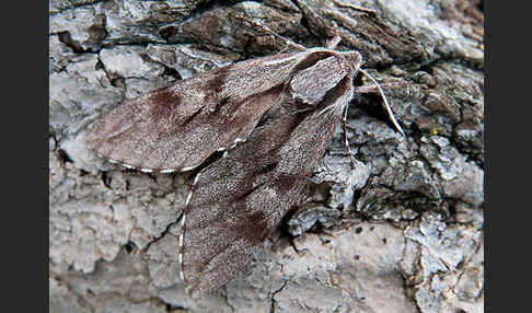 Kiefernschwärmer (Hyloicus pinastri)