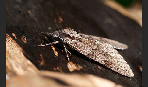 Kiefernschwärmer (Hyloicus pinastri)