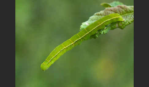 Zimteule (Scoliopteryx libatrix)