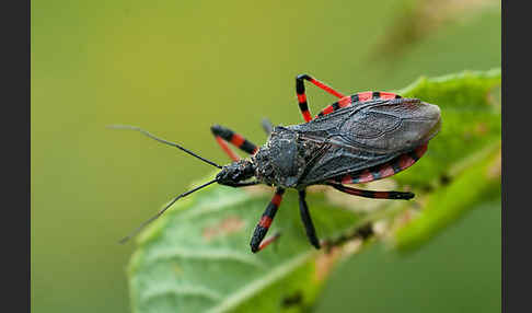 Geringelte Mordwanze (Rhinocoris annulatus)