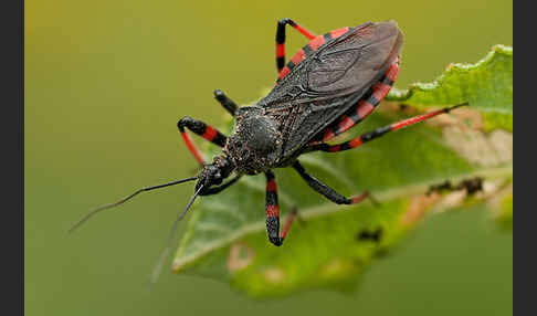 Geringelte Mordwanze (Rhinocoris annulatus)