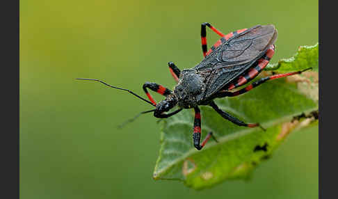 Geringelte Mordwanze (Rhinocoris annulatus)