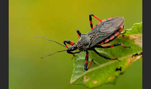 Geringelte Mordwanze (Rhinocoris annulatus)