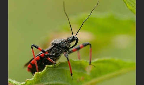 Geringelte Mordwanze (Rhinocoris annulatus)