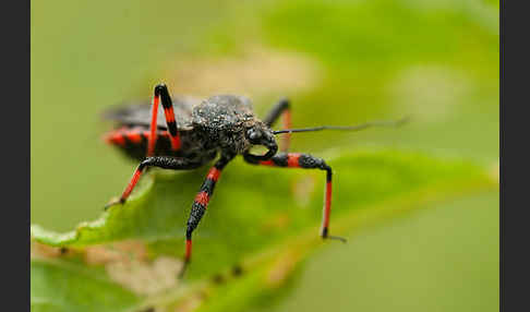 Geringelte Mordwanze (Rhinocoris annulatus)