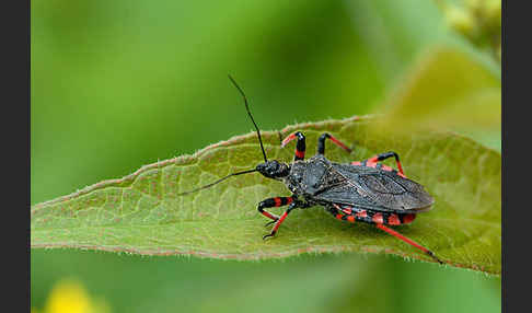 Geringelte Mordwanze (Rhinocoris annulatus)