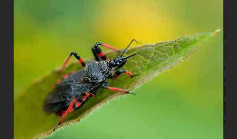 Geringelte Mordwanze (Rhinocoris annulatus)